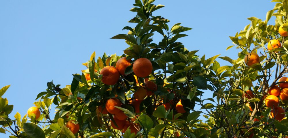 Maximizing Profits and Sustainability in Specialty Crop Farming: A Focus on Pixie Oranges