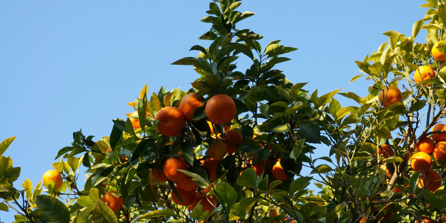 Maximizing Profits and Sustainability in Specialty Crop Farming: A Focus on Pixie Oranges